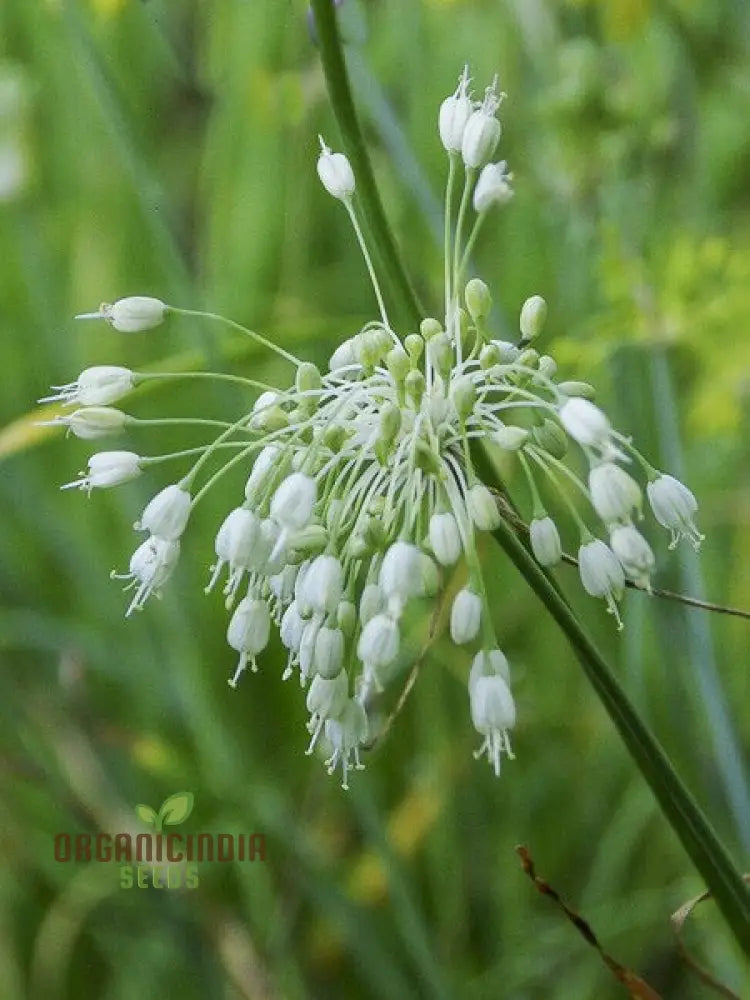 Allium Carinatum Pulchellum Album Flower Seeds Cultivating White Beauty With Expert Planting And