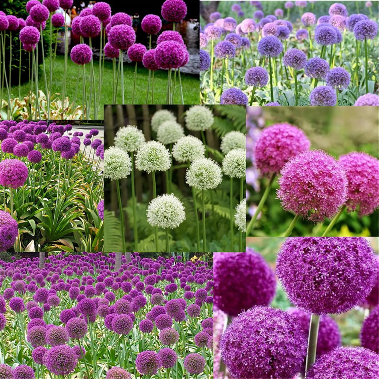 Allium Choice Mixture Ornamental Seeds for Summer Garden Color