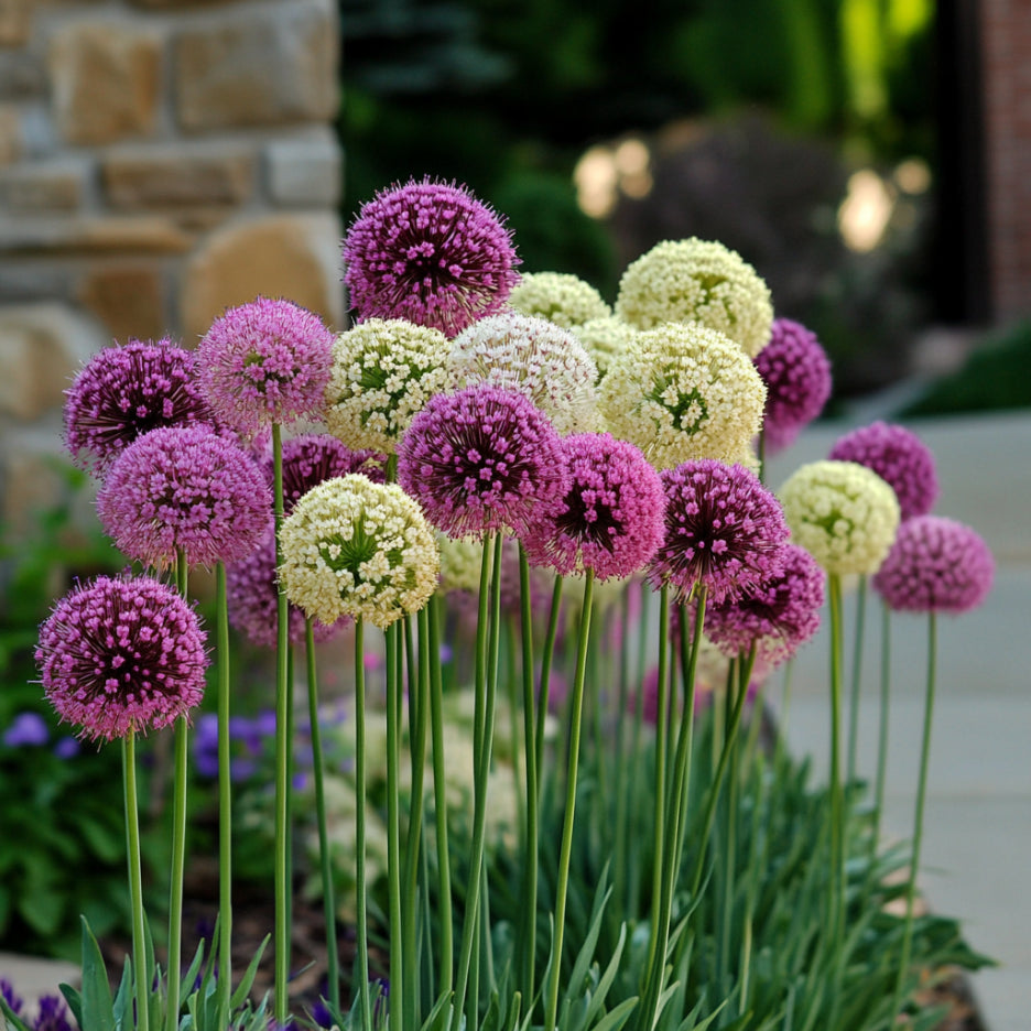 Allium Giganteum perennial seed mix for gardens