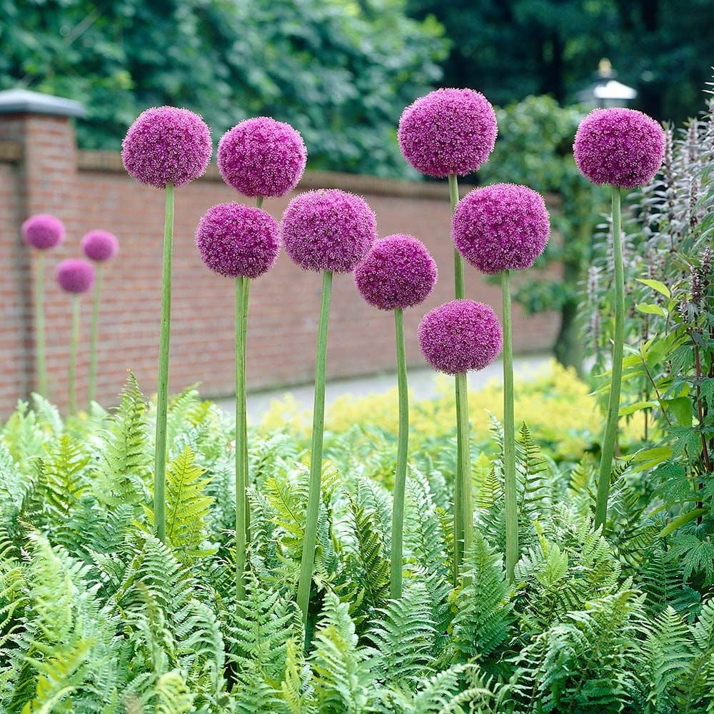 Allium Giganteum Plants from Seeds in Garden, Tall Ornamental Perennial
