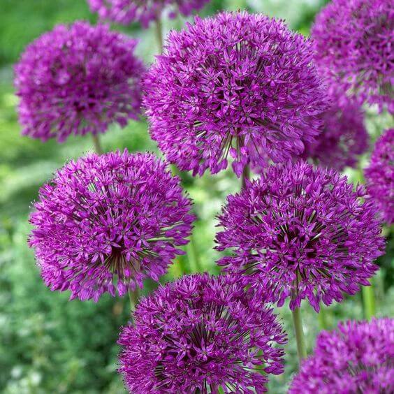 Allium Hollandicum Seeds Producing Purple Spherical Blooms