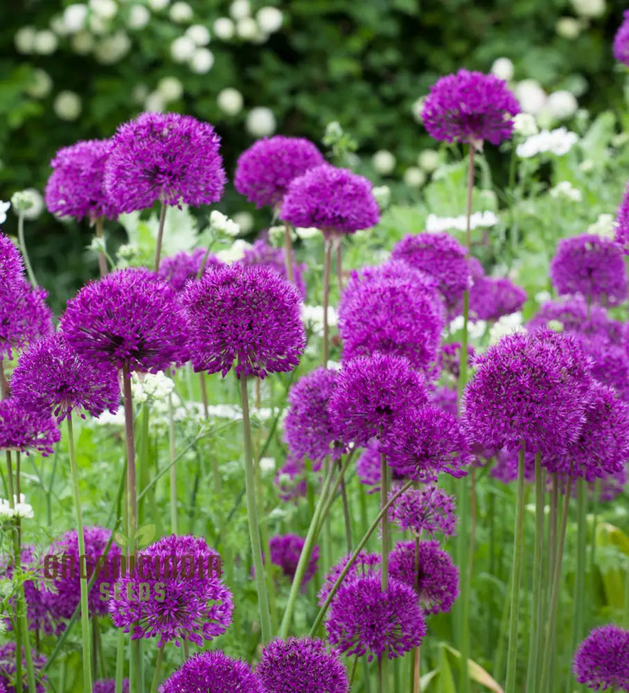 Allium Hollandicum Purple Flower Seeds for Ornamental Garden Planting