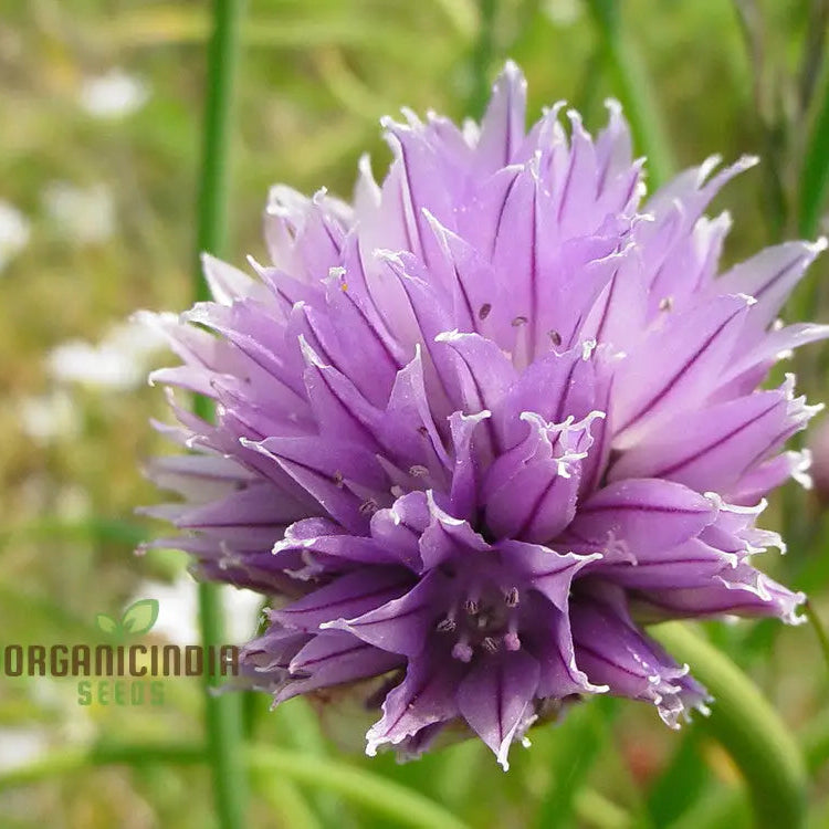 Allium Schoenoprasum seeds for planting, ornamental garden seeds