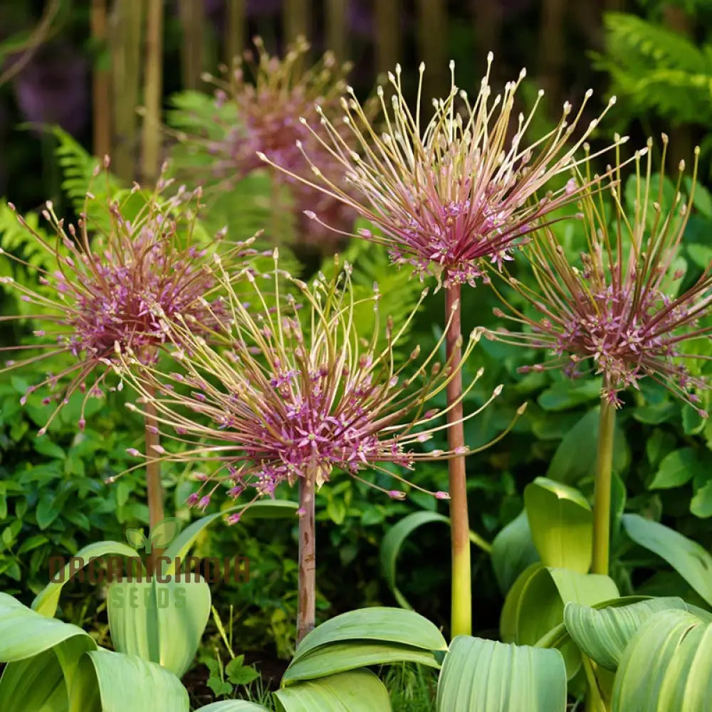 Allium Schubertii Flower Seeds Premium Quality For Unique And Stunning Garden Planting Seeds