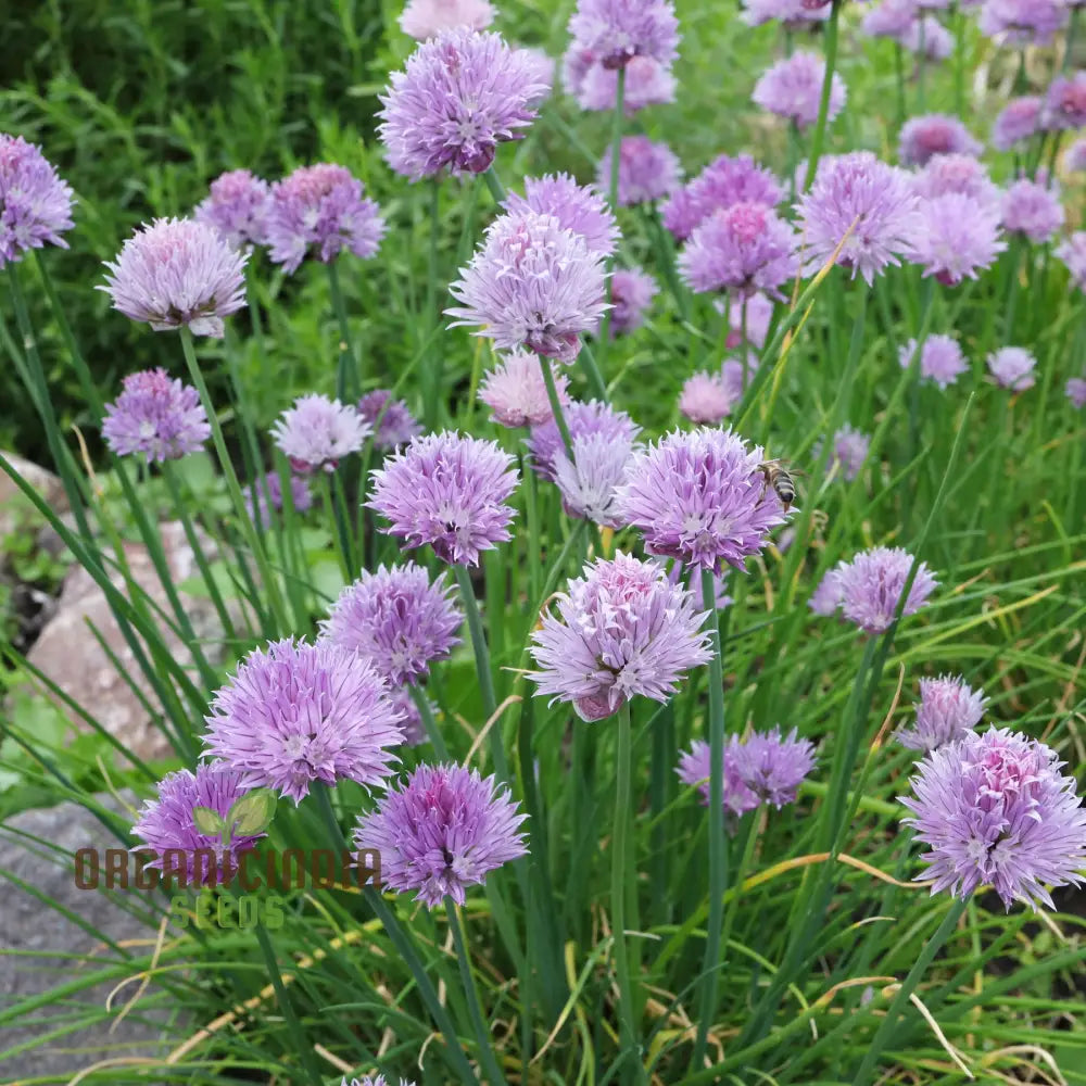 Allium seedlings grown from seeds in garden containers