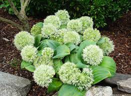 Allium Seeds Ivory Queen Ornamental Variety for Decorative Planting