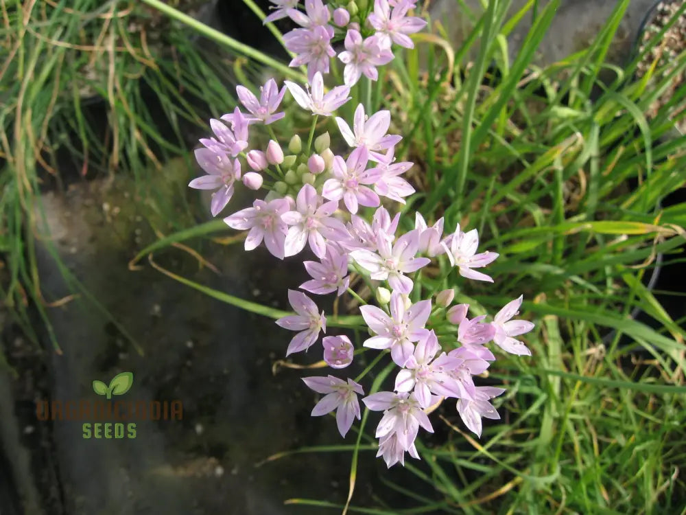 Allium Unifolium Flower Seeds for Soft Pink Garden Blooms
