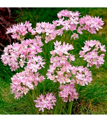 Allium Unifolium Seeds for Landscaping and Perennial Gardens