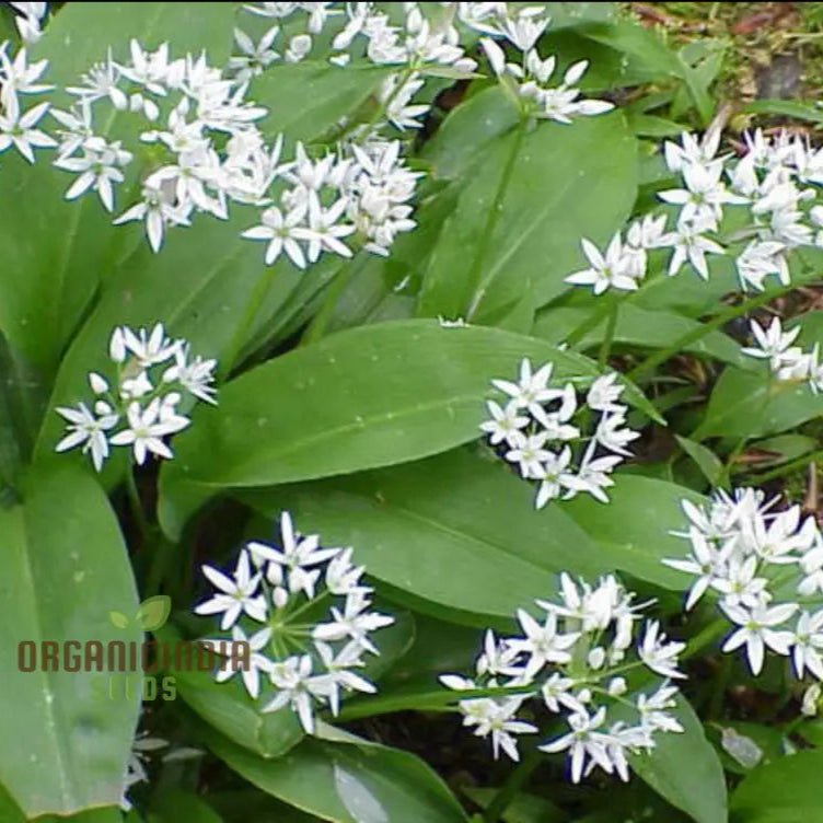 Allium Ursinum Flower Seeds For Planting Premium Quality Lush And Vibrant Gardens Seeds