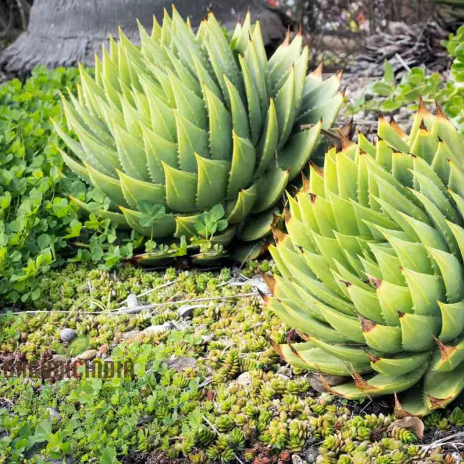 Top-view of mature Spiral Aloe forming a perfect spiral