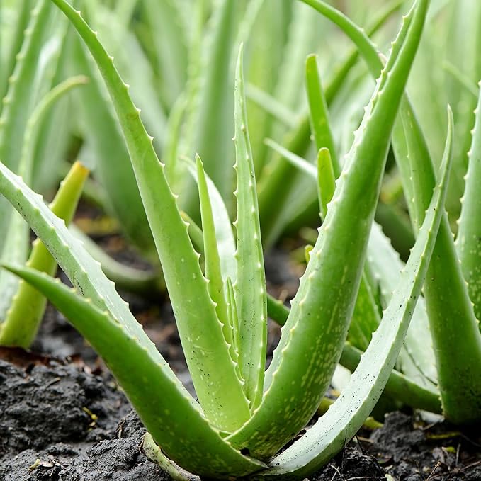 Aloe Vera Herb Seeds for Indoor Garden and Outdoor Pots