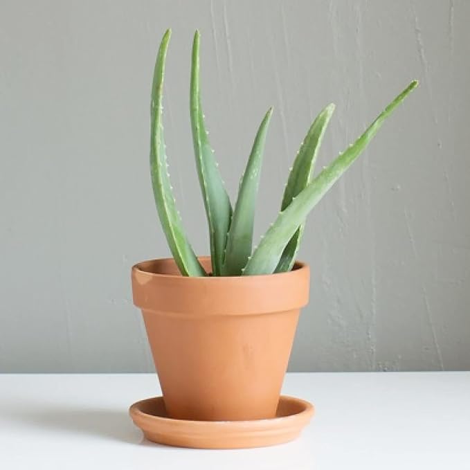 Aloe Vera Seeds Non-GMO Succulent Herb Seeds for Planting