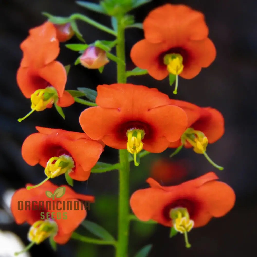 Alonsoa Albiflora Flower Seeds Premium Quality For Colorful And Vibrant Gardens Seeds