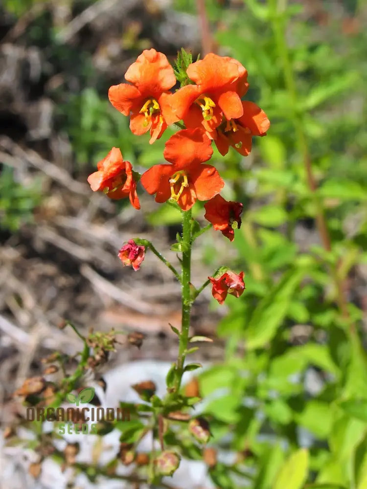 Alonsoa Albiflora Flower Seeds Premium Quality For Colorful And Vibrant Gardens Seeds