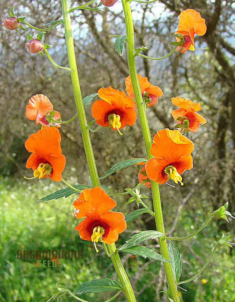 Alonsoa Albiflora Flower Seeds Premium Quality For Colorful And Vibrant Gardens Seeds