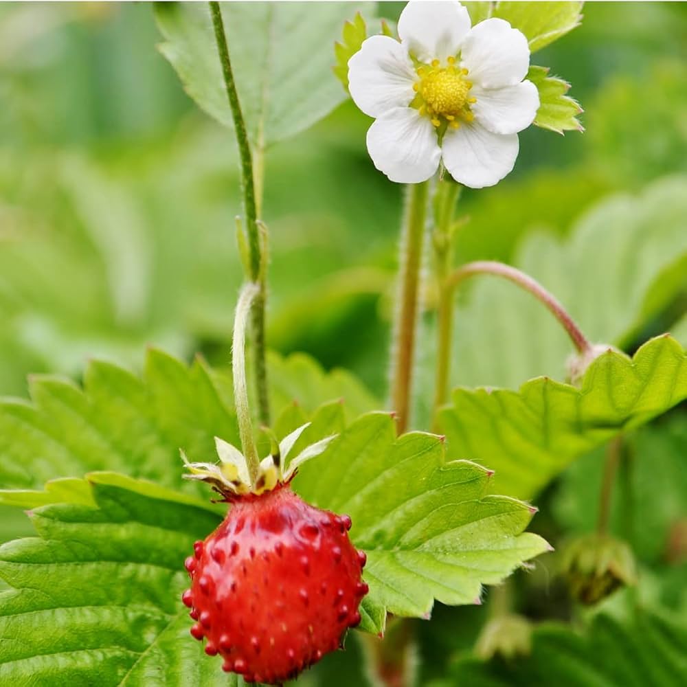Alpine strawberry fruit seeds for home gardens