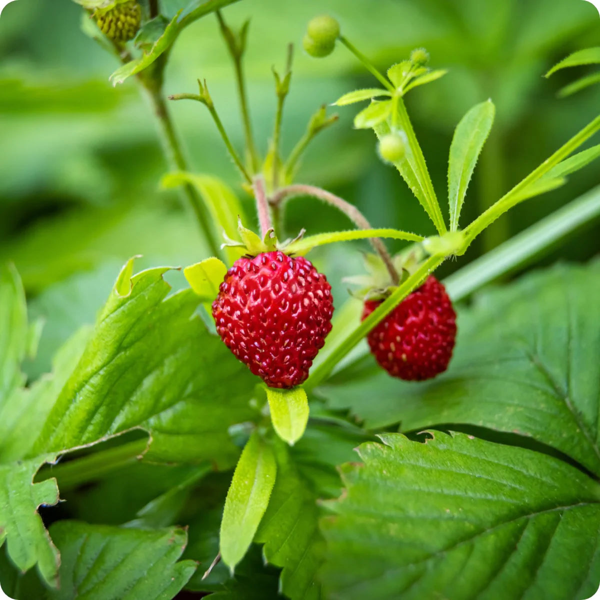Alpine Strawberry Plants with Red Fruits Grown from Seeds