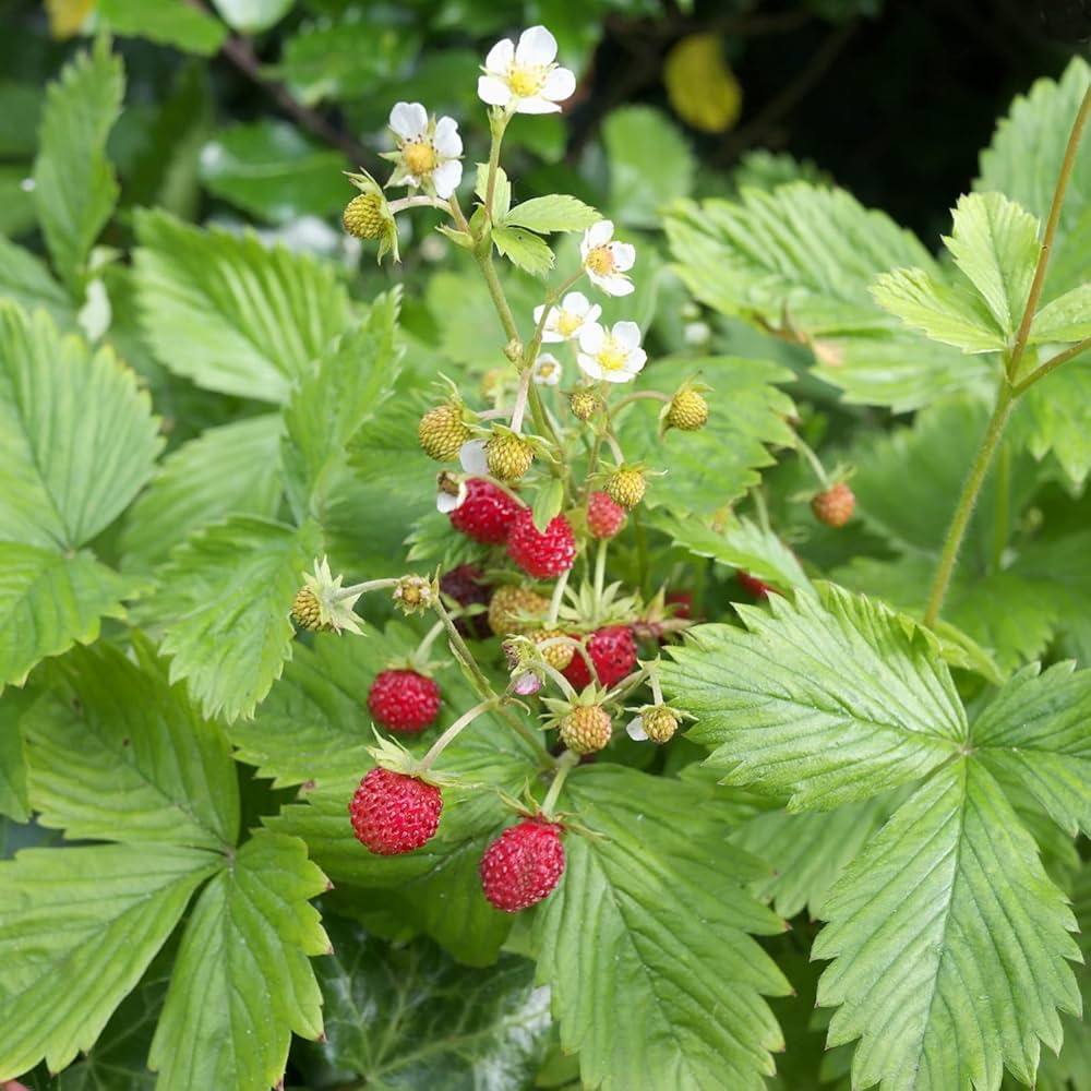 Alpine strawberry seeds Non GMO for planting