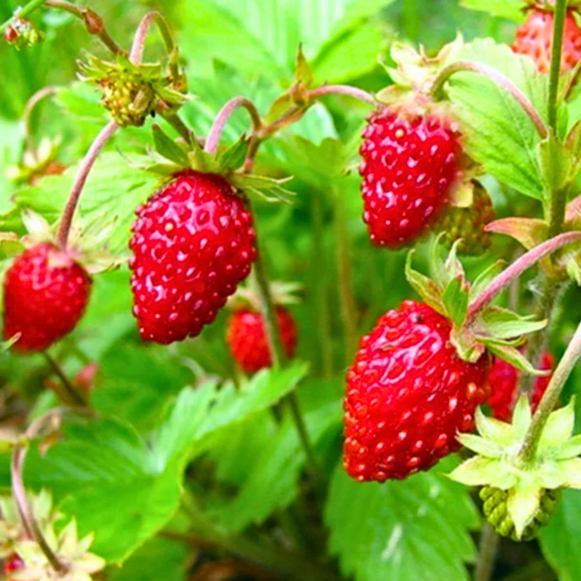 How to Plant Alpine Strawberry Seeds Alexandria Variety – Home Gardening Guide