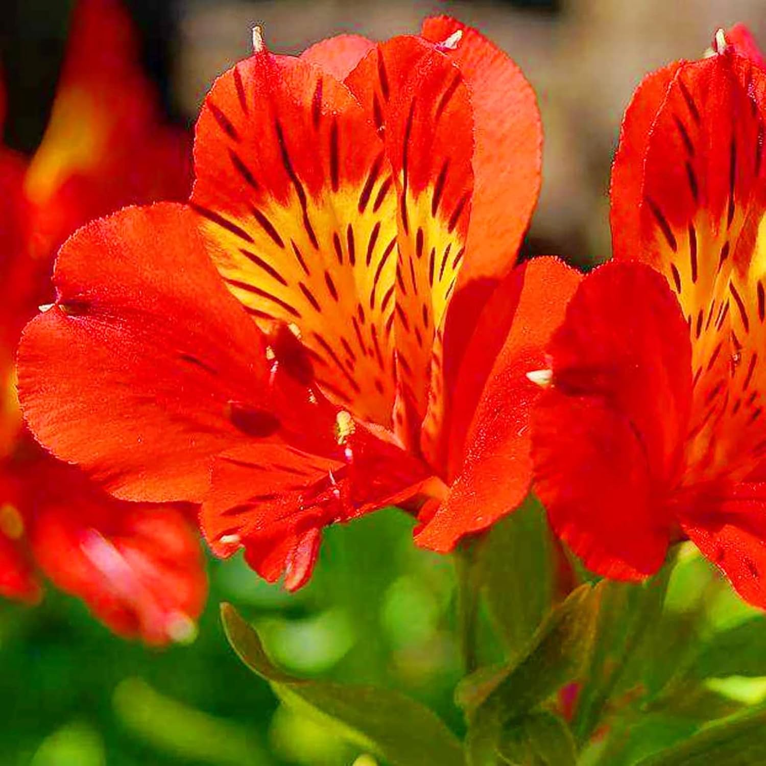 Alstroemeria seeds suitable for garden planting