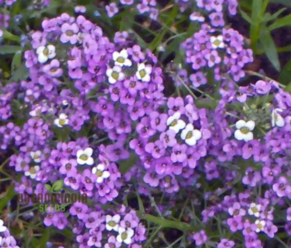 Alyssum Flower F1 Seeds For Gardening Enthusiasts Premium Quality Vibrant Gardens Perfect Home And