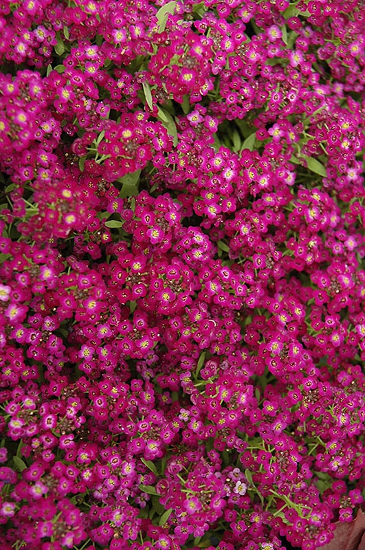 Alyssum ground cover seeds compact rose blooms