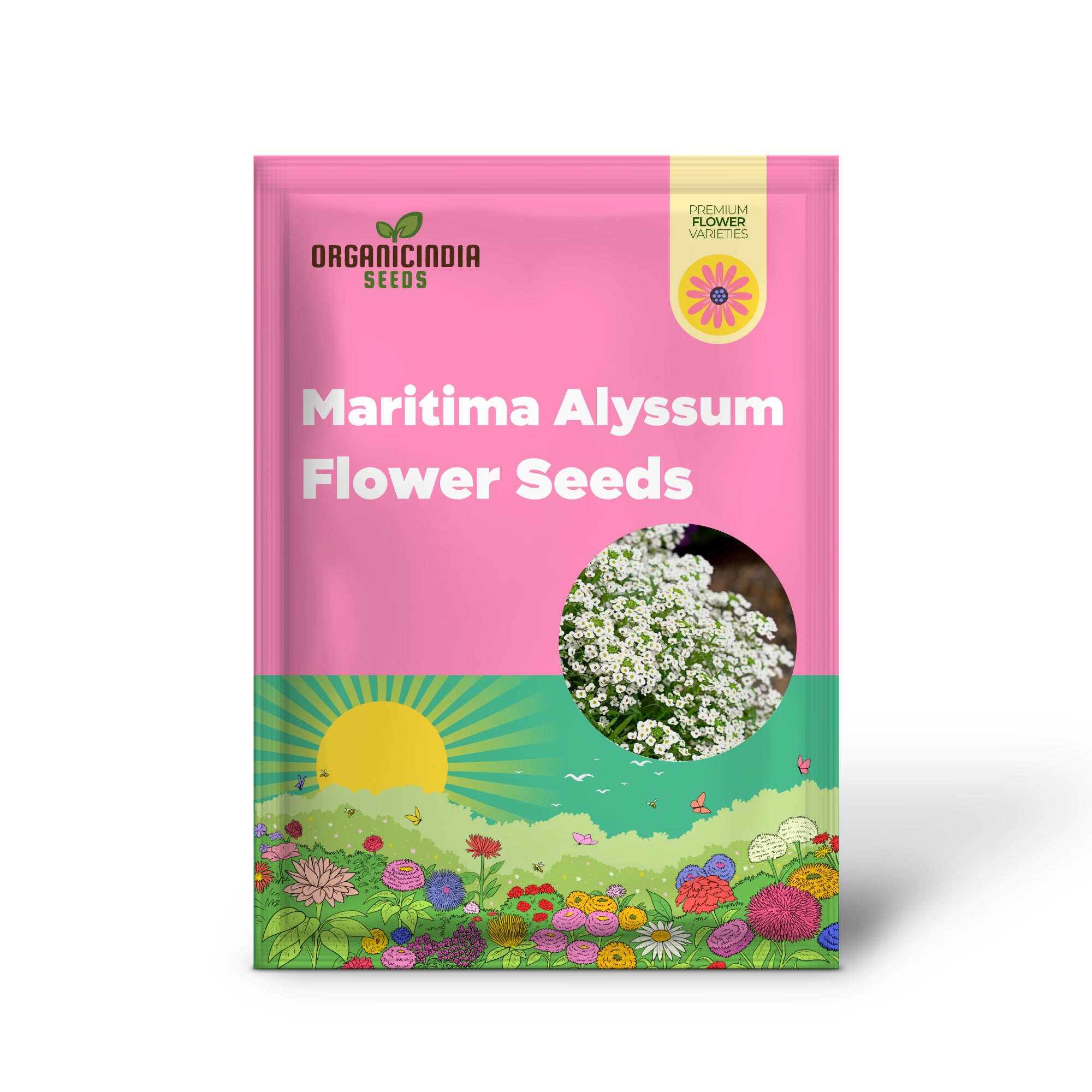 Lobularia Maritima Alyssum Sweet seeds growing into healthy seedlings