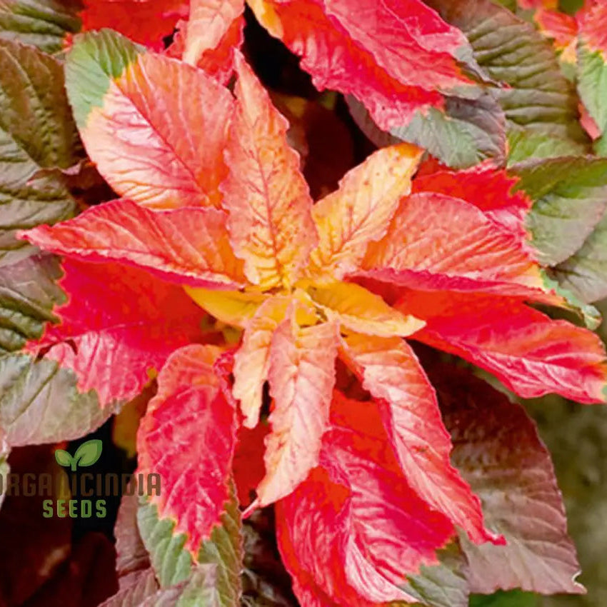 Mature Amaranth Bicolor Illumination Plant from Seeds, Red and Yellow Leaves