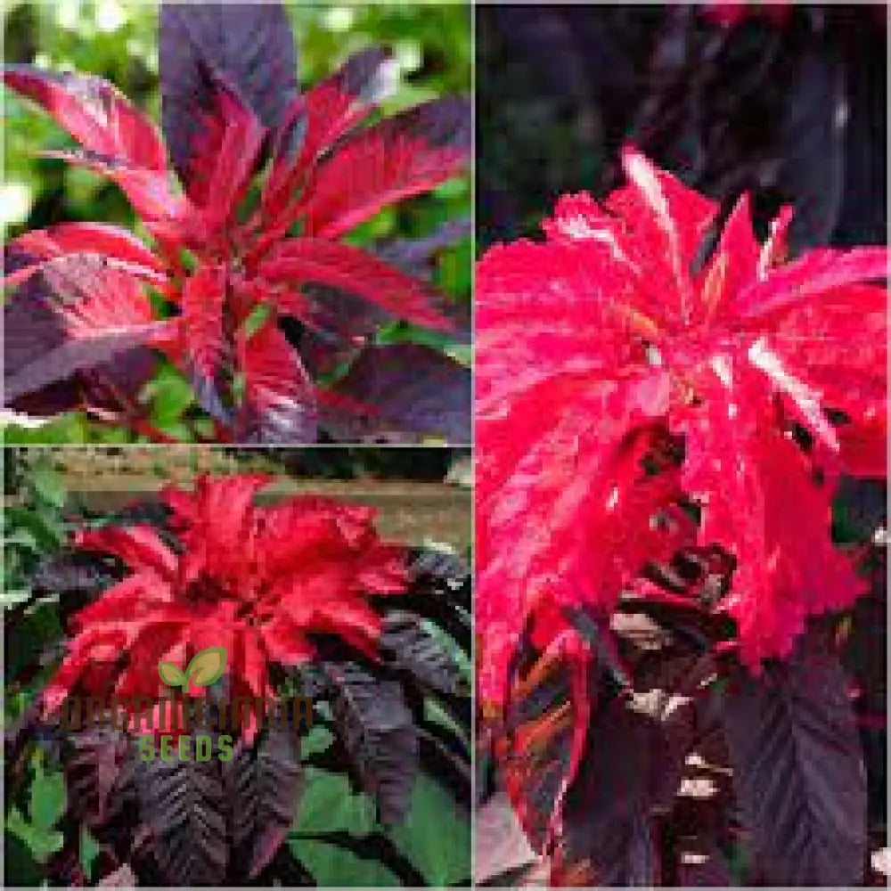 Amaranth - Early Splendour Seeds For Planting And Gardening Enthusiasts
