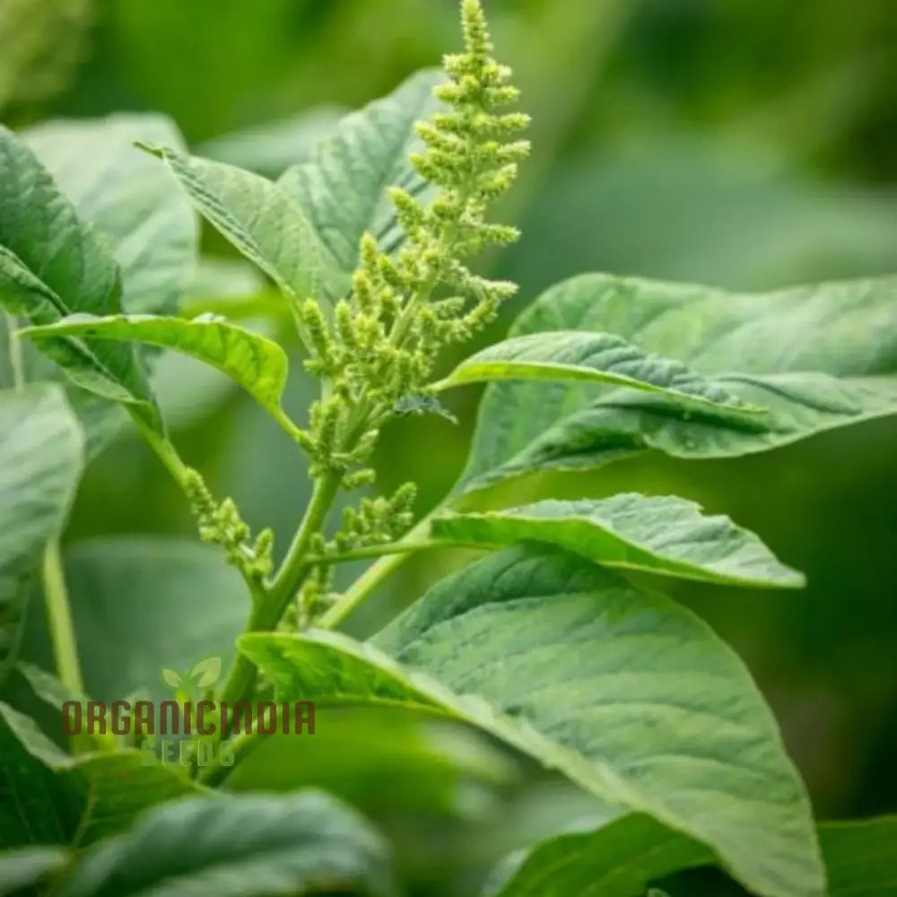 Amaranth Green Leaf Seeds for Planting, Non-GMO Leafy Vegetable Seeds
