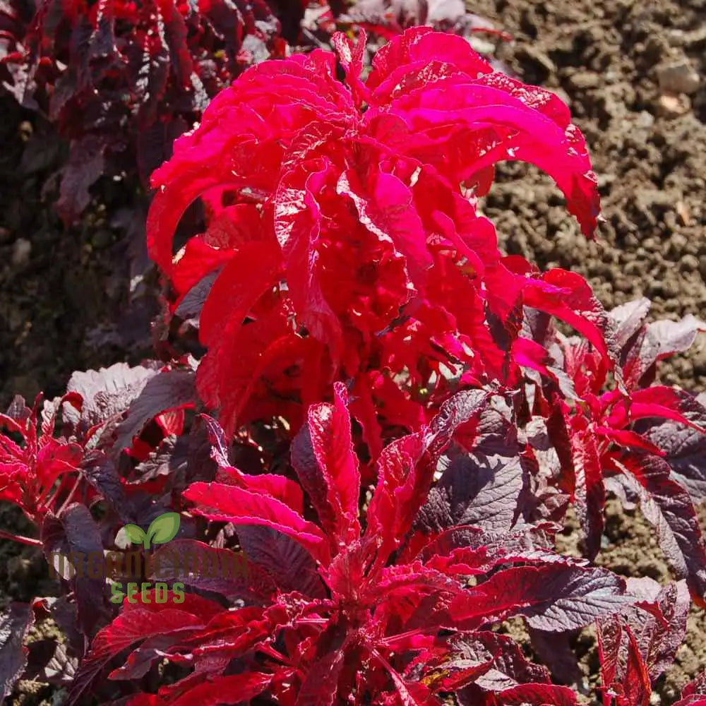 Harvested Early Splendour Amaranth Leaves and Flowers from Seeds, Homegrown Vegetable