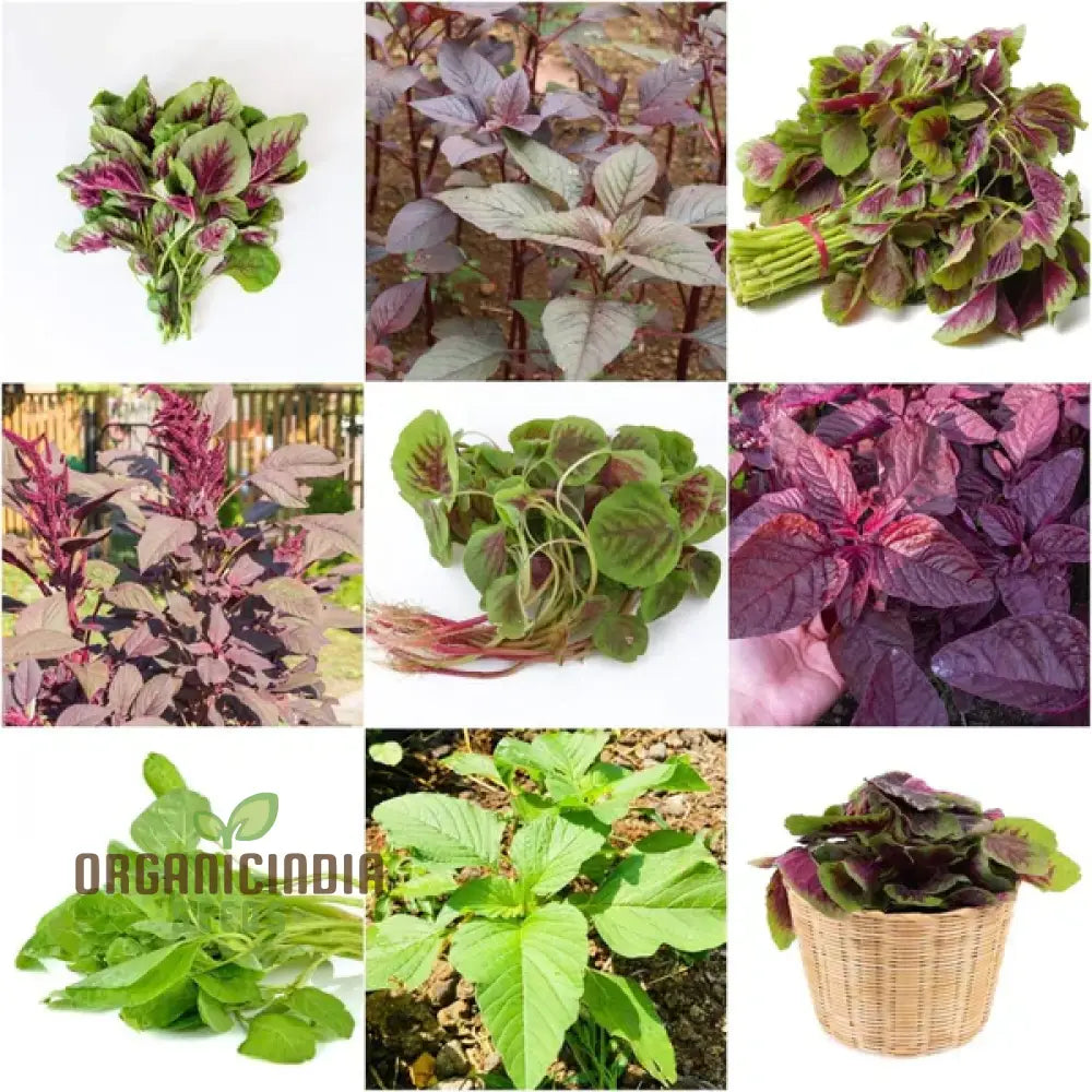 Amaranth Heirloom Mix Seeds Packet, Non-GMO Vegetable Seeds for Planting
