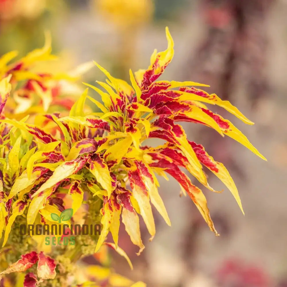Molten Fire Amaranth Seeds for Planting, Vibrant Ornamental Red Foliage Plants