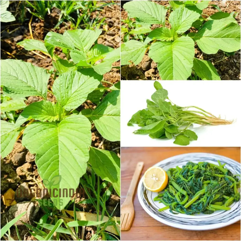 Healthy Amaranth Green Leaf Plant from Seeds, Fast-Growing Leafy Vegetable