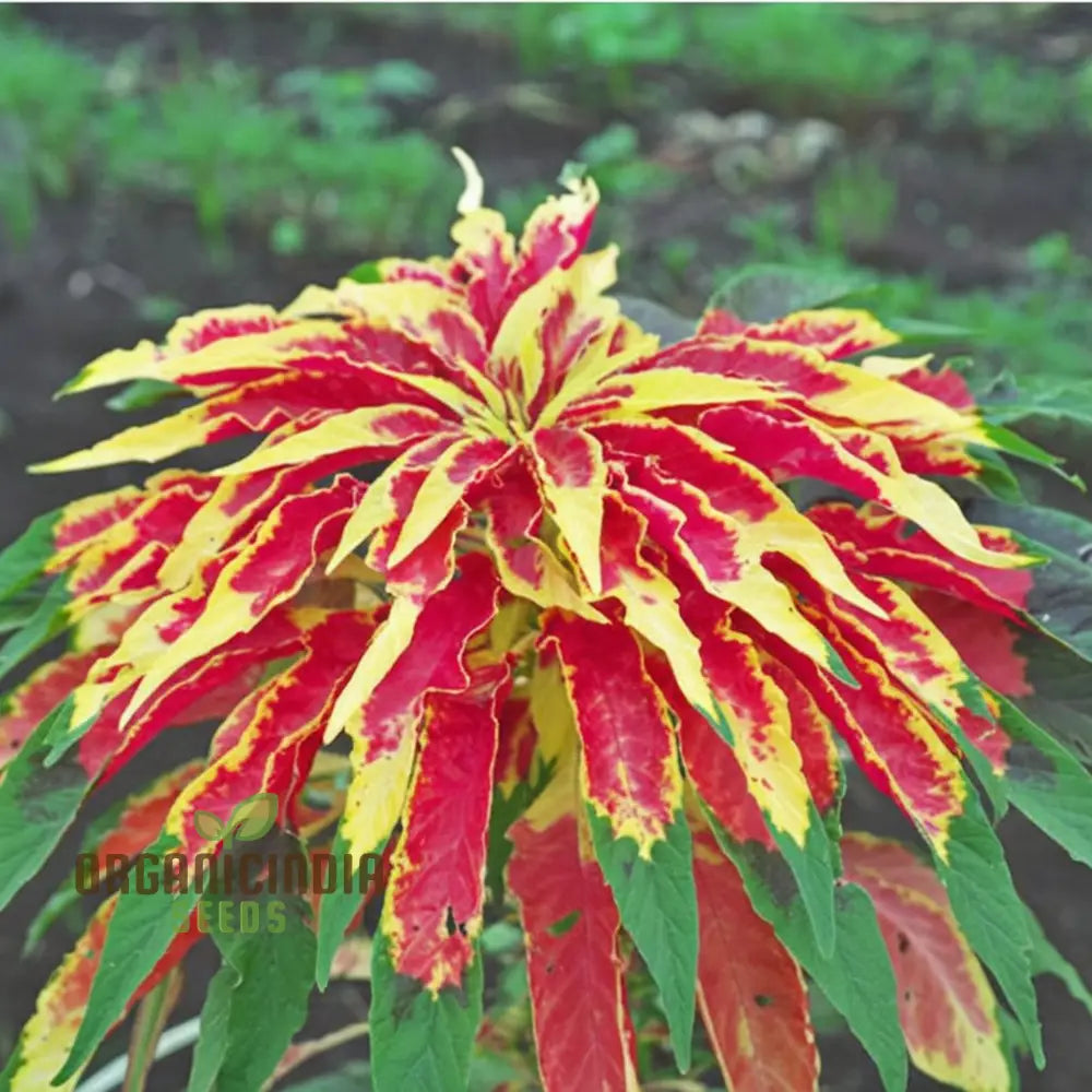 Amaranthus tricolour plants in garden