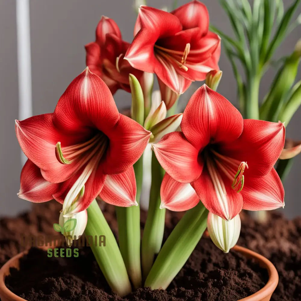 Amaryllis seeds producing large vibrant blooms