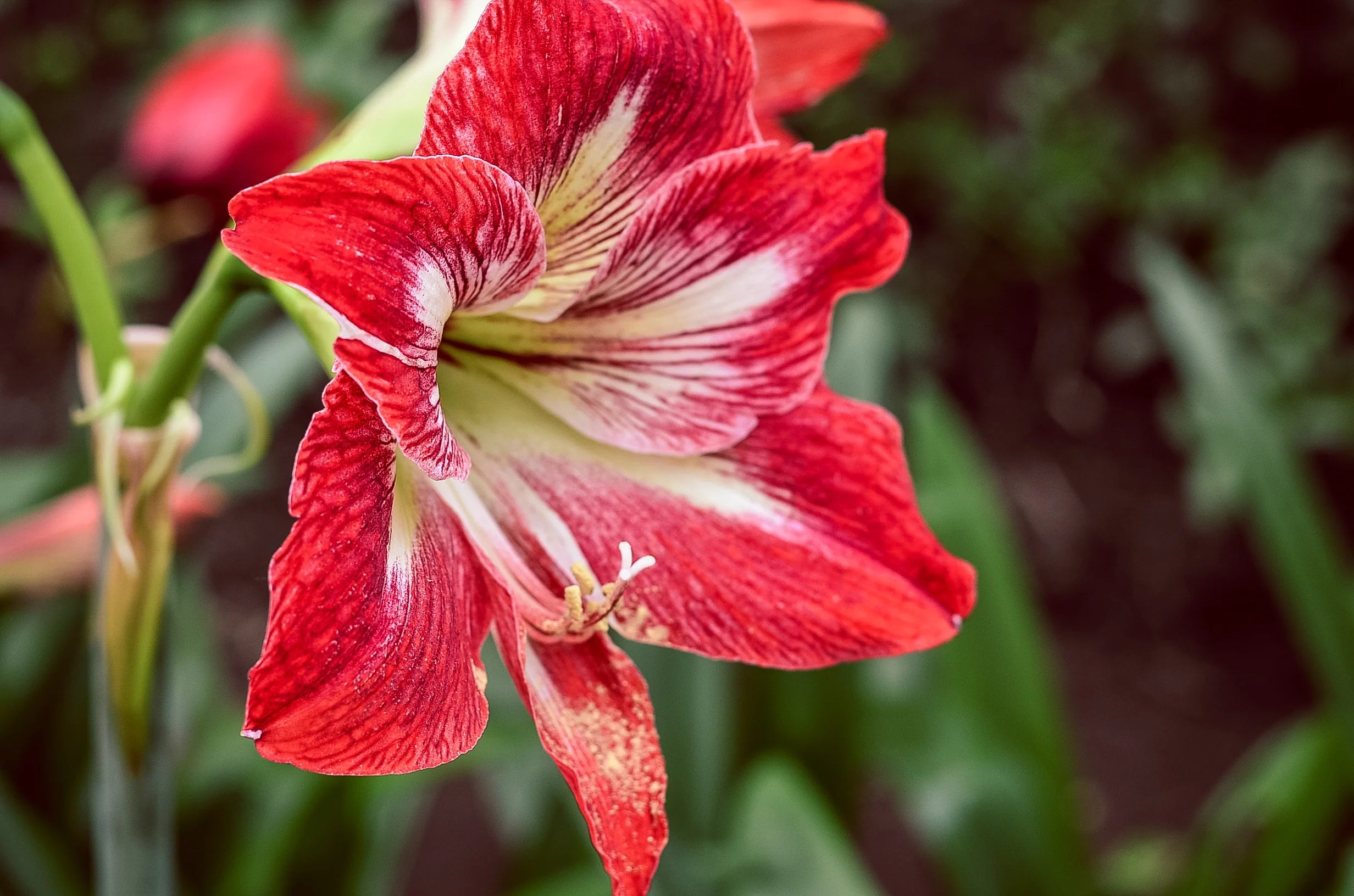 Vibrant Amaryllis Bulbs for a Perfect Garden Ensemble(3 Bulbs in a pack for planting)