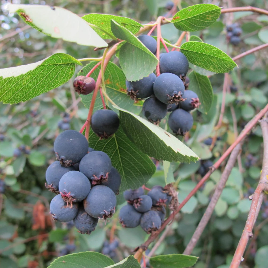 Semillas de arbusto de serviceberry de Saskatoon