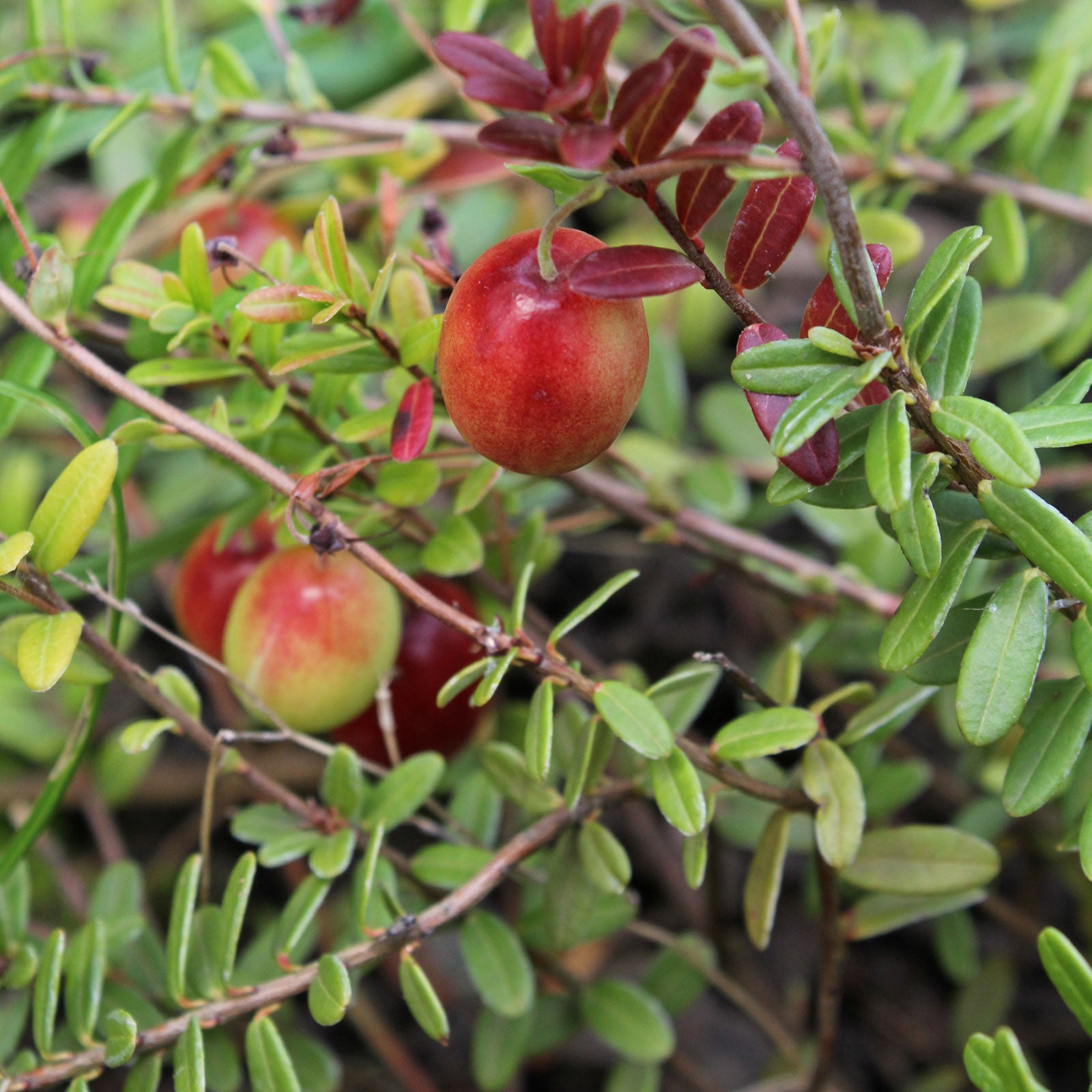Fresh American Cranberries Grown from Organic Seeds