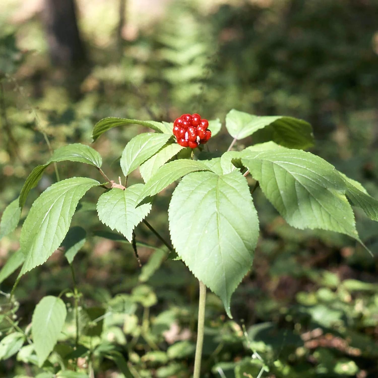 American Ginseng Plant Seeds for Shade Garden and Outdoor Growth