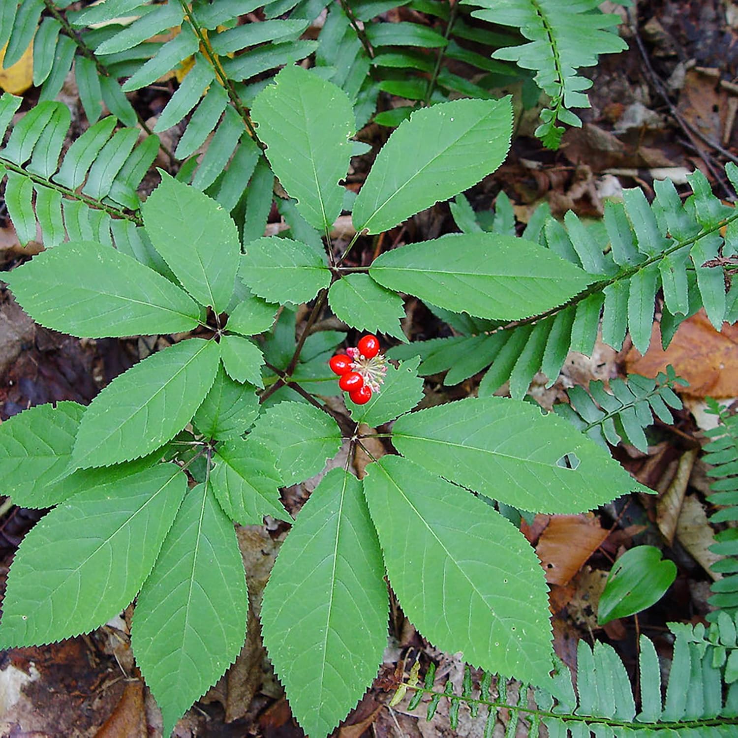 American Ginseng Seeds for Natural Landscaping and Woodland Gardens
