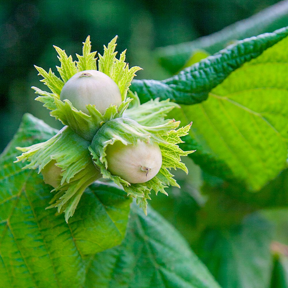 American Hazelnut Seeds for Planting