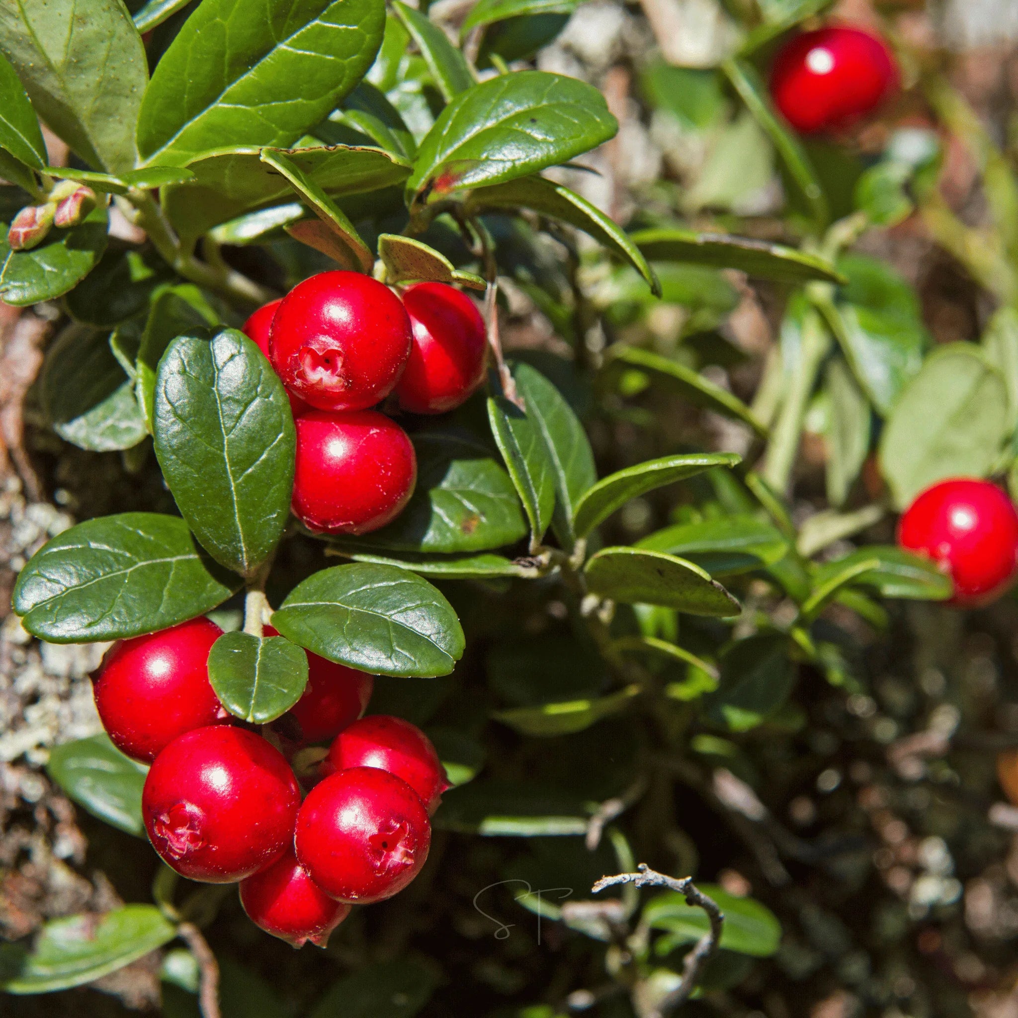 American High-Bush Cranberry Seeds – Ideal for Home Garden and Landscapes
