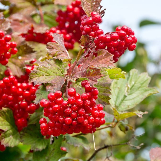 Mature American Highbush Cranberry Shrub Growing Outdoors