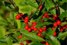 American Holly Evergreen Tree in Landscape Design