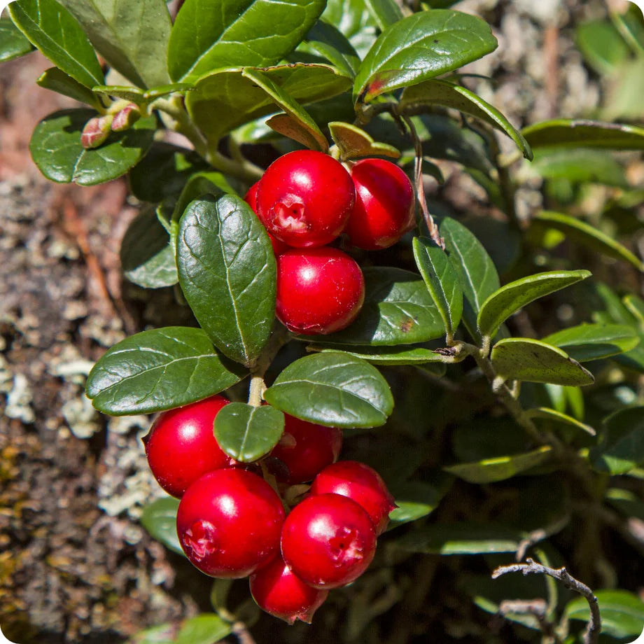 American Low Bush Cranberry Seeds (Vaccinium macrocarpon) for Planting