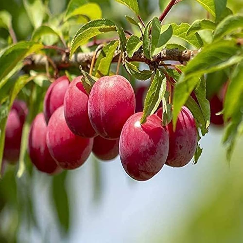 American plum seeds for planting hardy native fruit trees