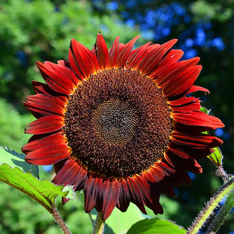 Semillas de Girasol Rojo – Flores Carmesí Impactantes para Jardines y Flores Cortadas