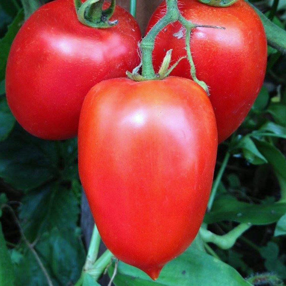Amish Paste Tomato Seedling from Organic Heirloom Seeds, Home Garden Plant