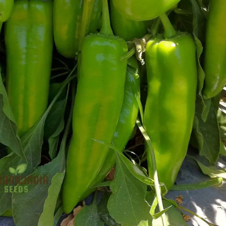 Mature Anaheim Chili Plant with Vibrant Peppers, High-Yield Seeds